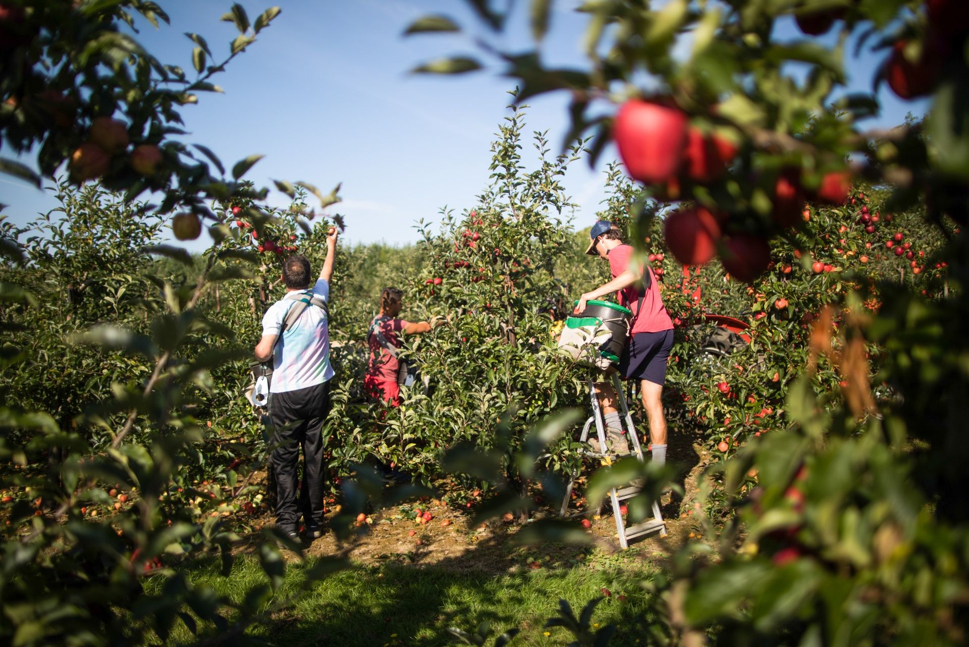 Fruit Picker Jobs in Australia